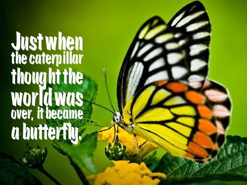  Butterfly  Proverb About Life  Awesome Quotes  About Life 